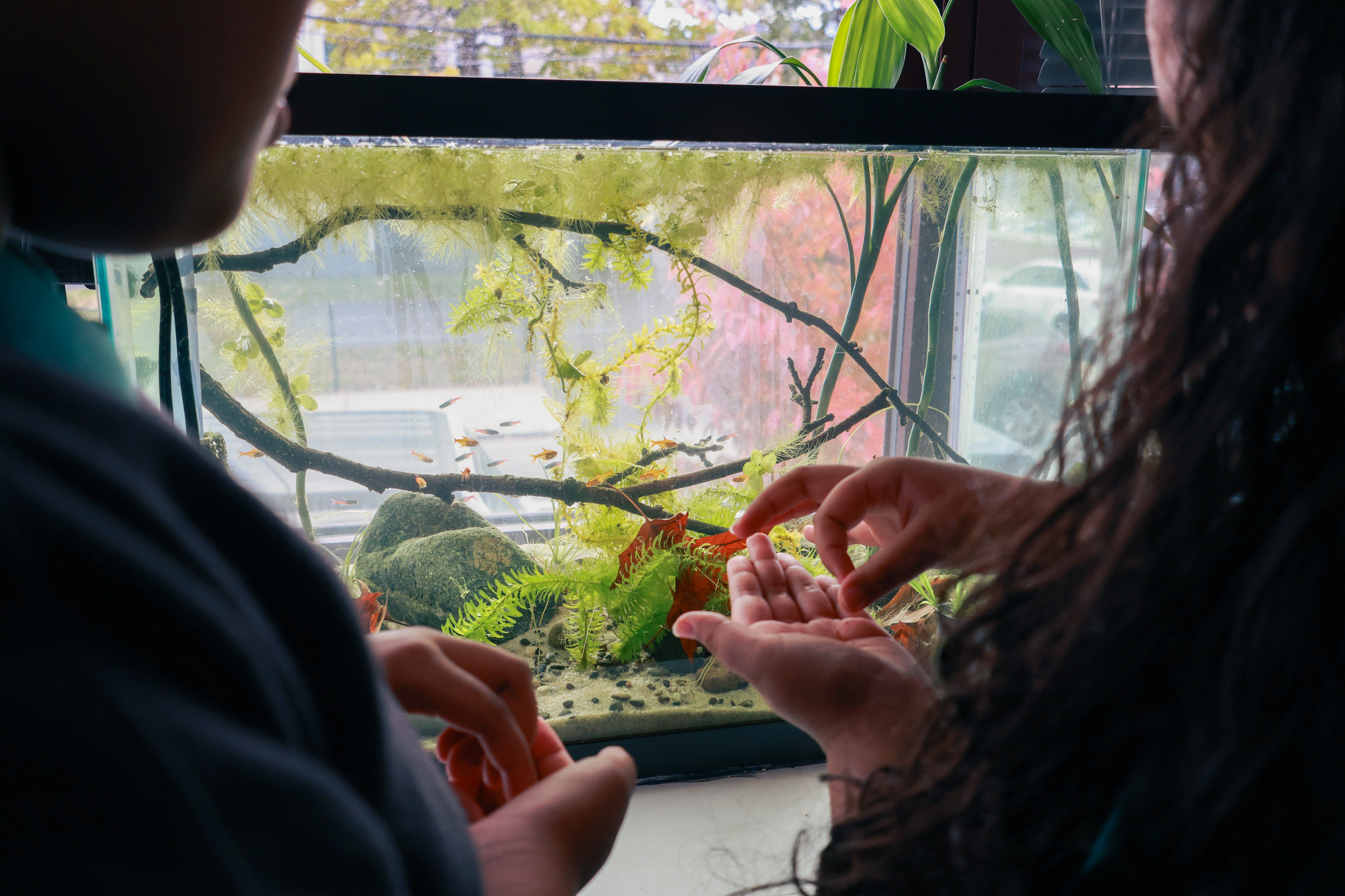 Photo of a fish tank. Two students stand in front of it holding pinches of fish food.